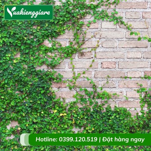 Dây thằn lằn (trâu cổ) leo tường