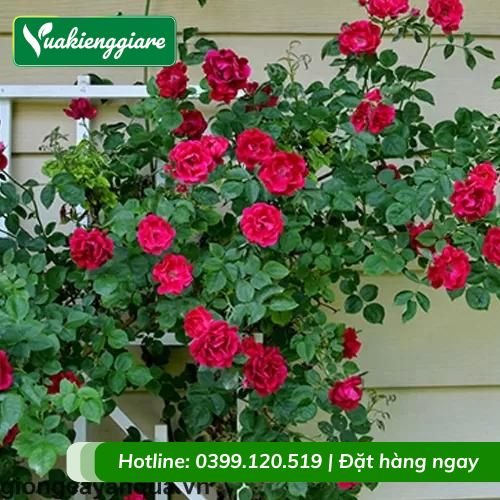 Cây hồng leo tường vy