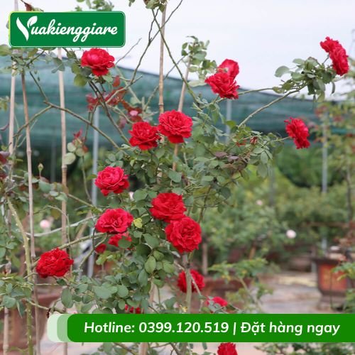 Cây hồng leo cổ hải phòng