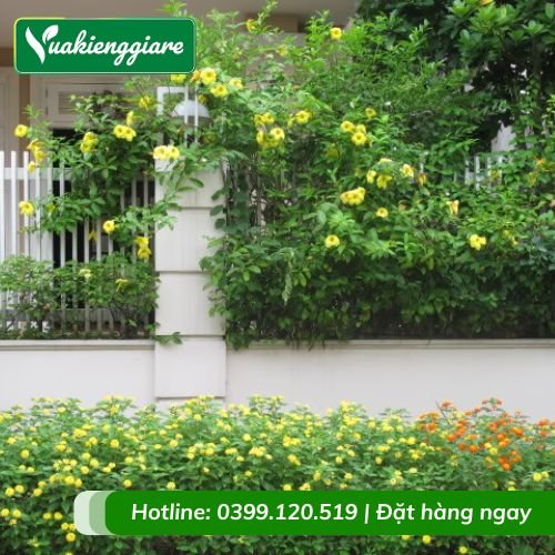 Dây leo huỳnh đệ