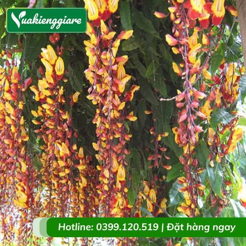 Cây móng cọp leo giàn