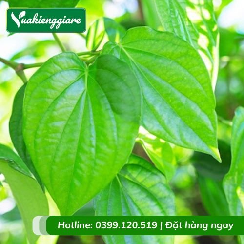 Cây trầu không leo giàn