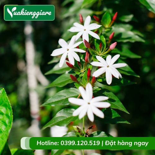 Cây nguyệt quế leo giàn