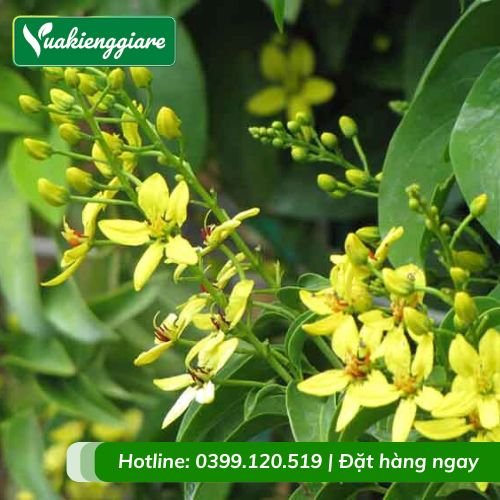Cây kim đồng (mai hoàng yến) dây leo
