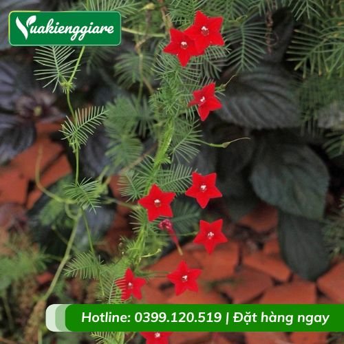 Cây sao leo giàn trồng trước nhà