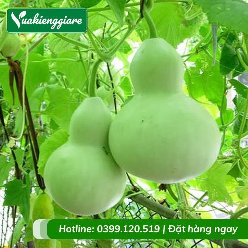 Cây bầu hồ lô leo giàn