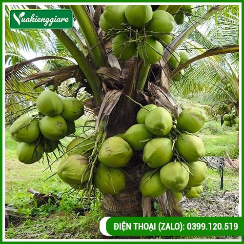 Cây dừa xiêm lùn đang trái ngọt nước tại Tp.HCM