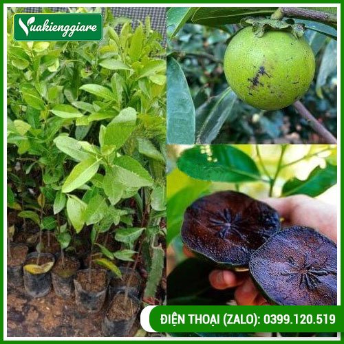 Cây Hồng Socola Trưởng Thành Giống Tốt Nhiều Trái