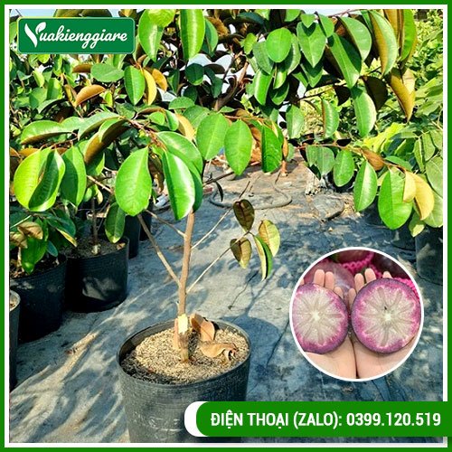 Cây vú sữa mica trưởng thành cho nhiều trái