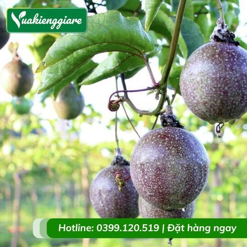 Cây chanh dây quả tím leo giàn