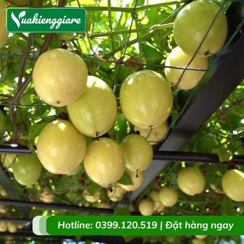 Cây chanh dây quả vàng leo giàn