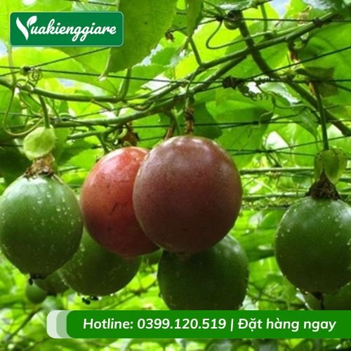 Cây chanh leo quả tím leo giàn