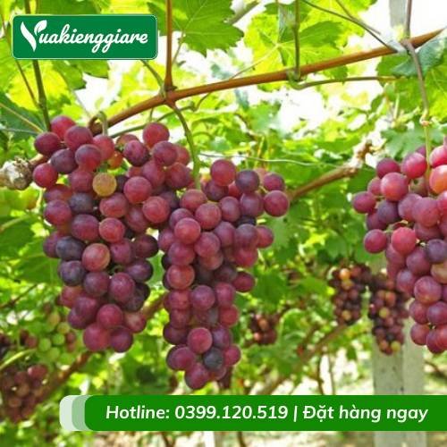 Cây nho ninh thuận giàn leo đẹp mắt