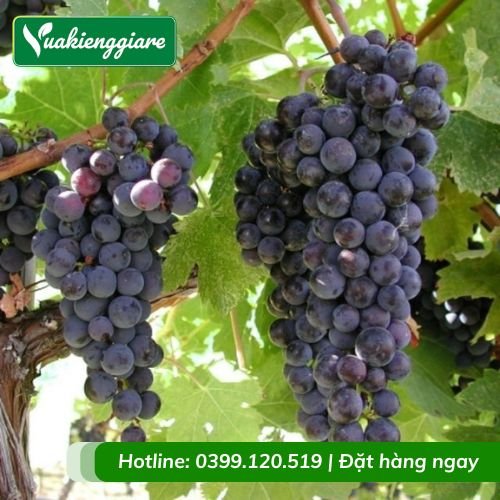 Cây nho kẹo leo giàn