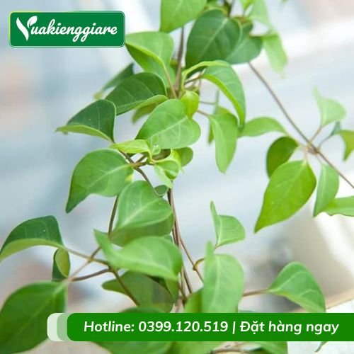 Cây lá giang leo giàn