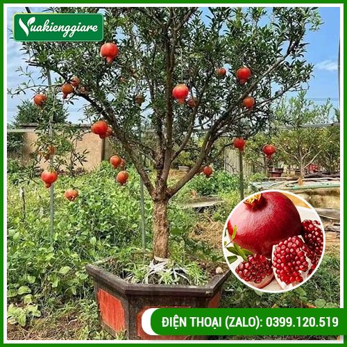 Cây Lựu Đỏ Ấn Độ Đang Trái – Vựa Kiểng Giá Rẻ