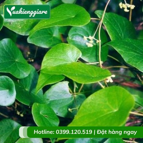 Cây sương sâm lá trơn