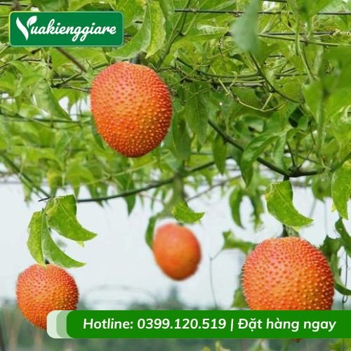 Cây gấc leo giàn trái đỏ