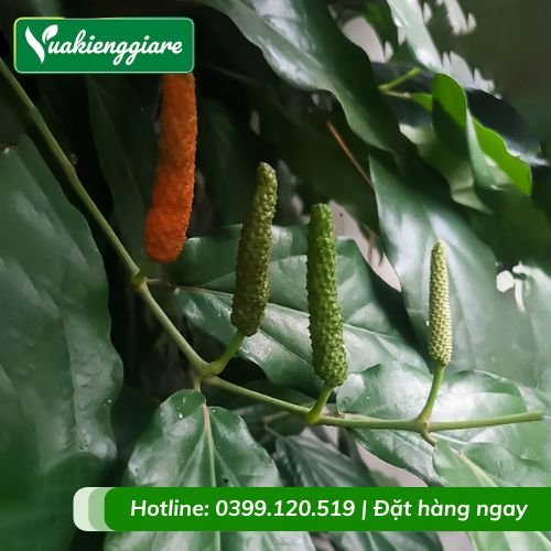 Cây tiêu lốp