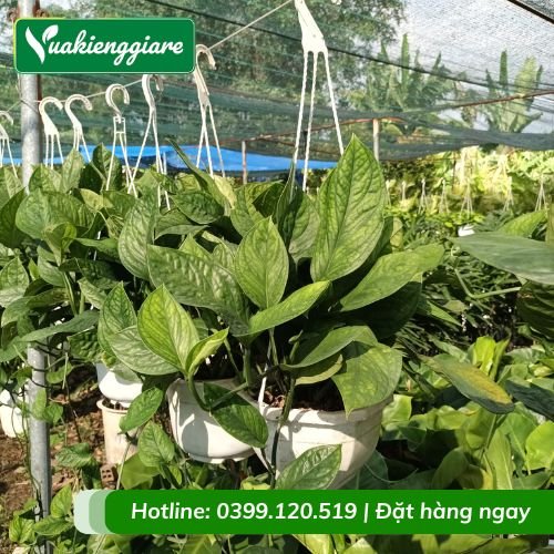 Cây trầu bà hạnh phúc chậu treo
