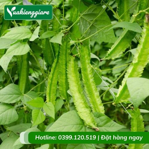 Cây đậu rồng trồng giàn leo