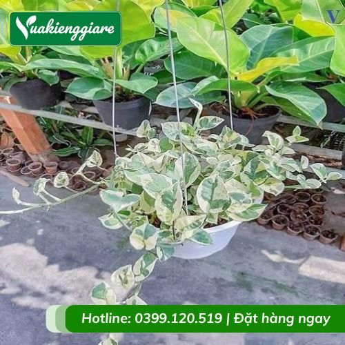 Cây trầu bà cẩm thạch chậu treo