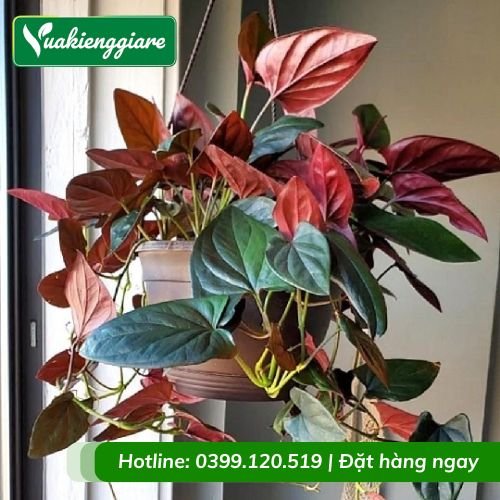 Cây trầu bà tím chậu treo