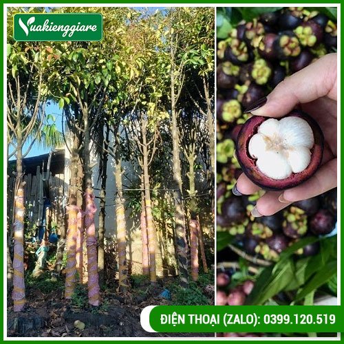 Cây măng cụt cao 3m dễ trồng mau ra trái