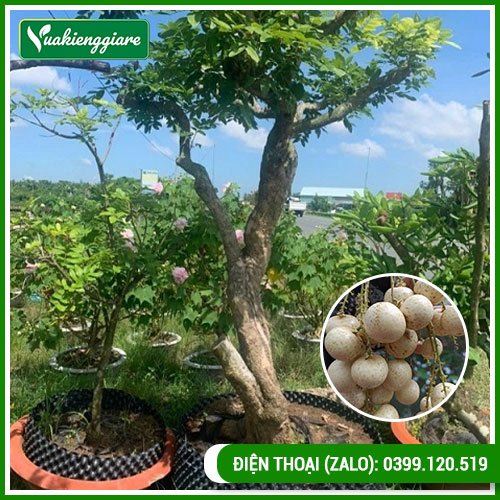 Cây nhãn long có trái trưởng thành cao hơn 2m