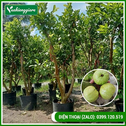 Cây ổi nữ hoàng cổ thụ
