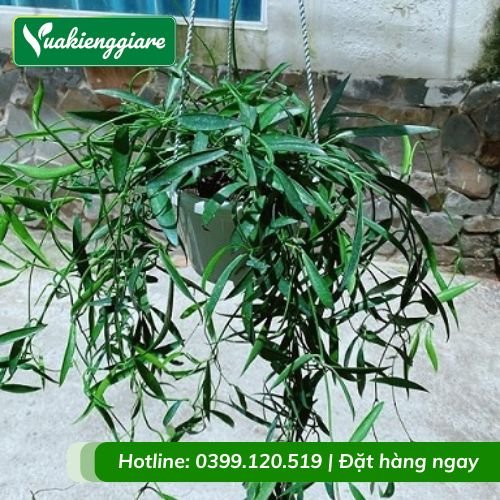 Cây trúc xanh chậu treo