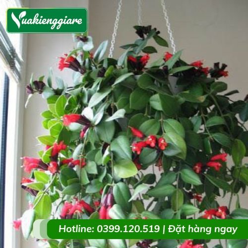 Cây hoa son môi chậu treo
