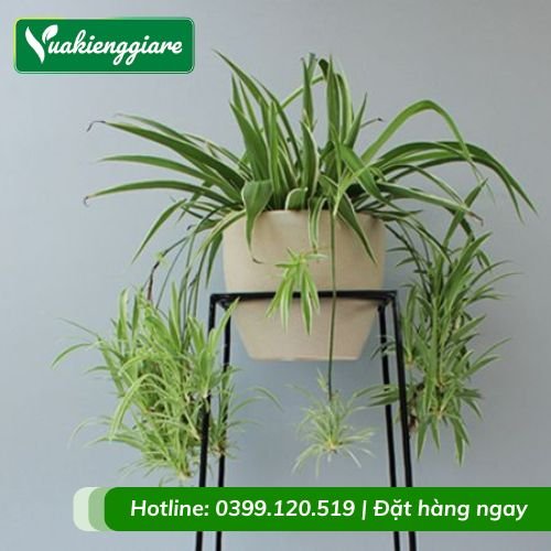 Cây mẫu tử chậu treo