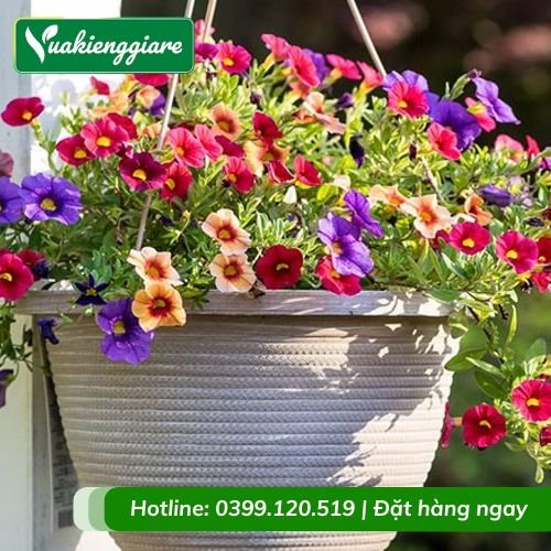 Hoa triệu chuông chậu treo