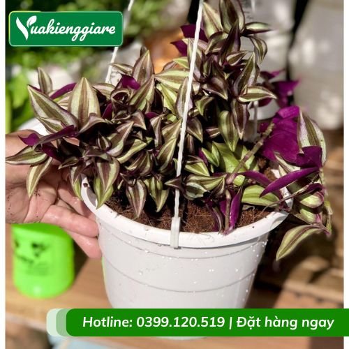 Cây thài lài tím chậu treo