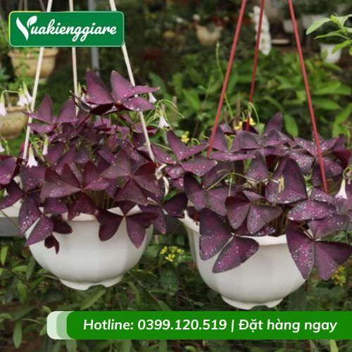 Cây bướm đêm chậu treo
