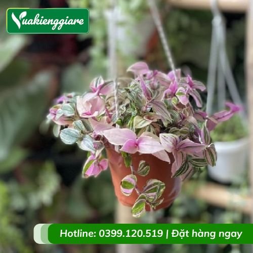 Cây thài lài hồng chậu treo