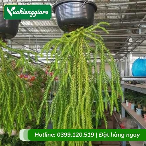 Cây râu rồng chậu treo