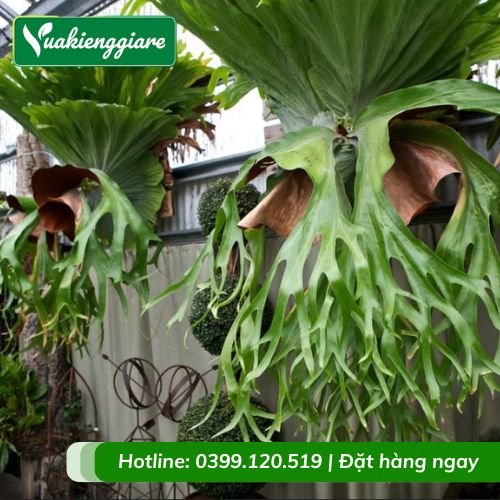 Cây ổ rồng coro