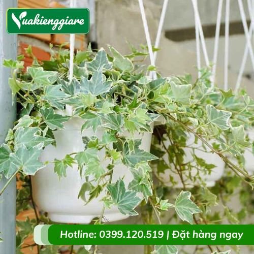 Cây thường xuân lá cẩm thạch chậu treo