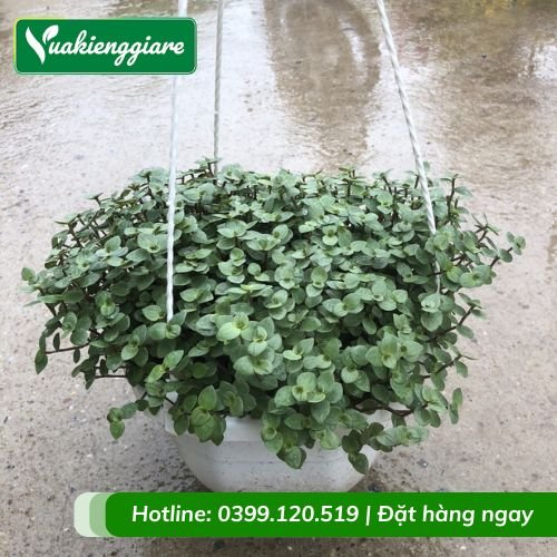 Cây tóc xù tổ ong chậu treo
