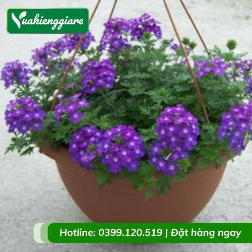 Cây cúc nữ hoàng tím chậu treo