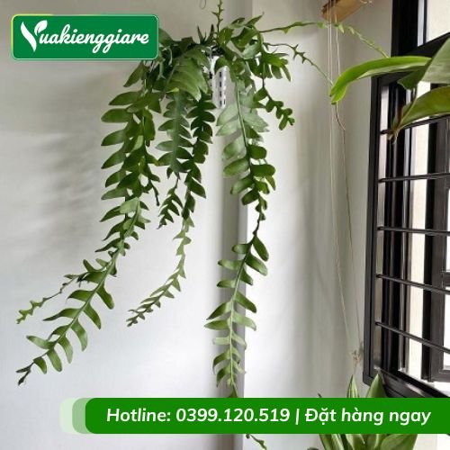 Cây quỳnh xương cá chậu treo