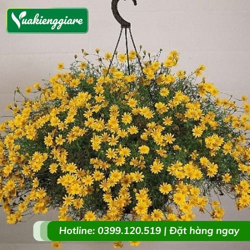 Hoa bi sao băng chậu treo