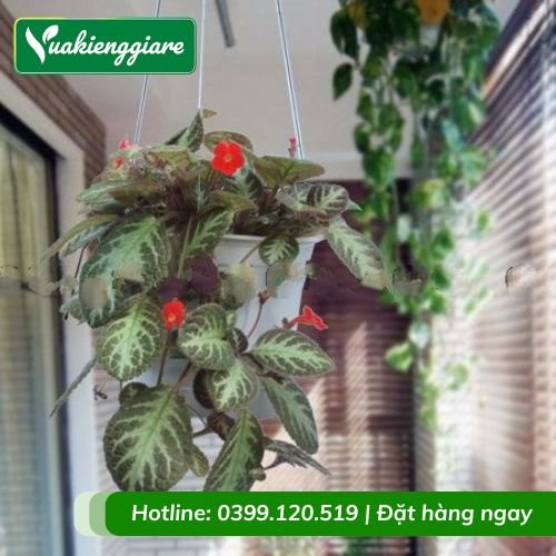 Cây ấm kiếm chậu treo