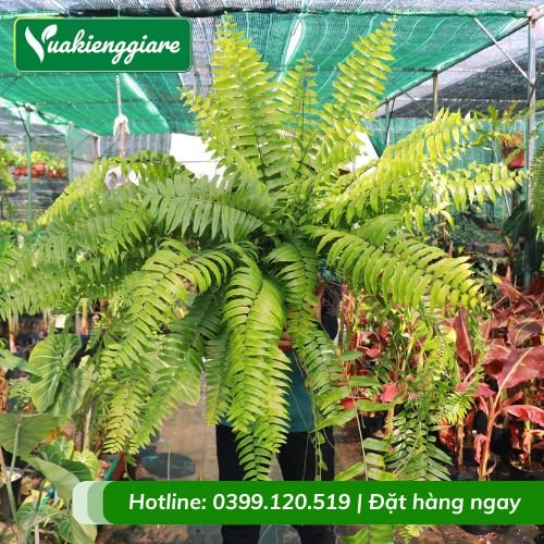 Dương xỉ thòng thái lan