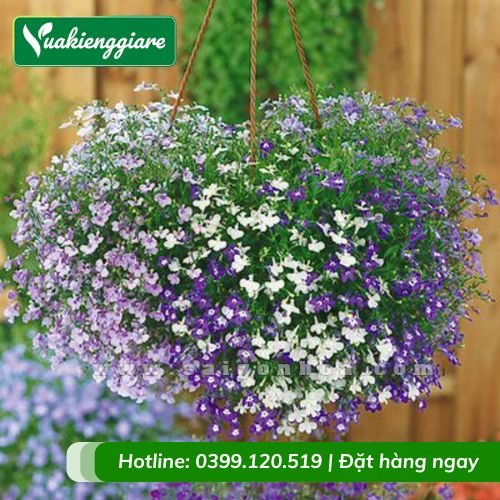 Cây hoa thúy điệp chậu treo