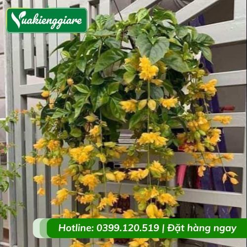 Cây lan hoàng dương chậu treo