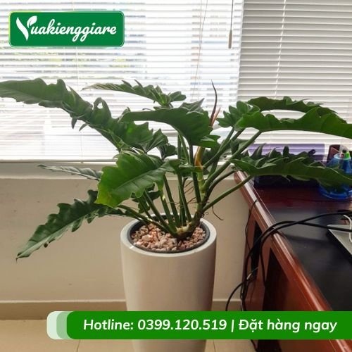 Cây cung đàn xanh trồng chậu