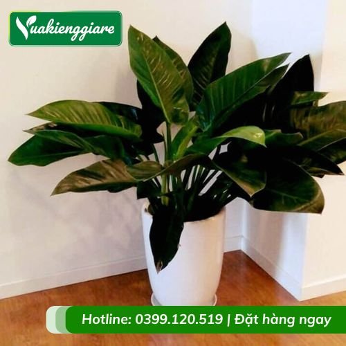Cây trầu bà đế vương xanh trồng chậu văn phòng